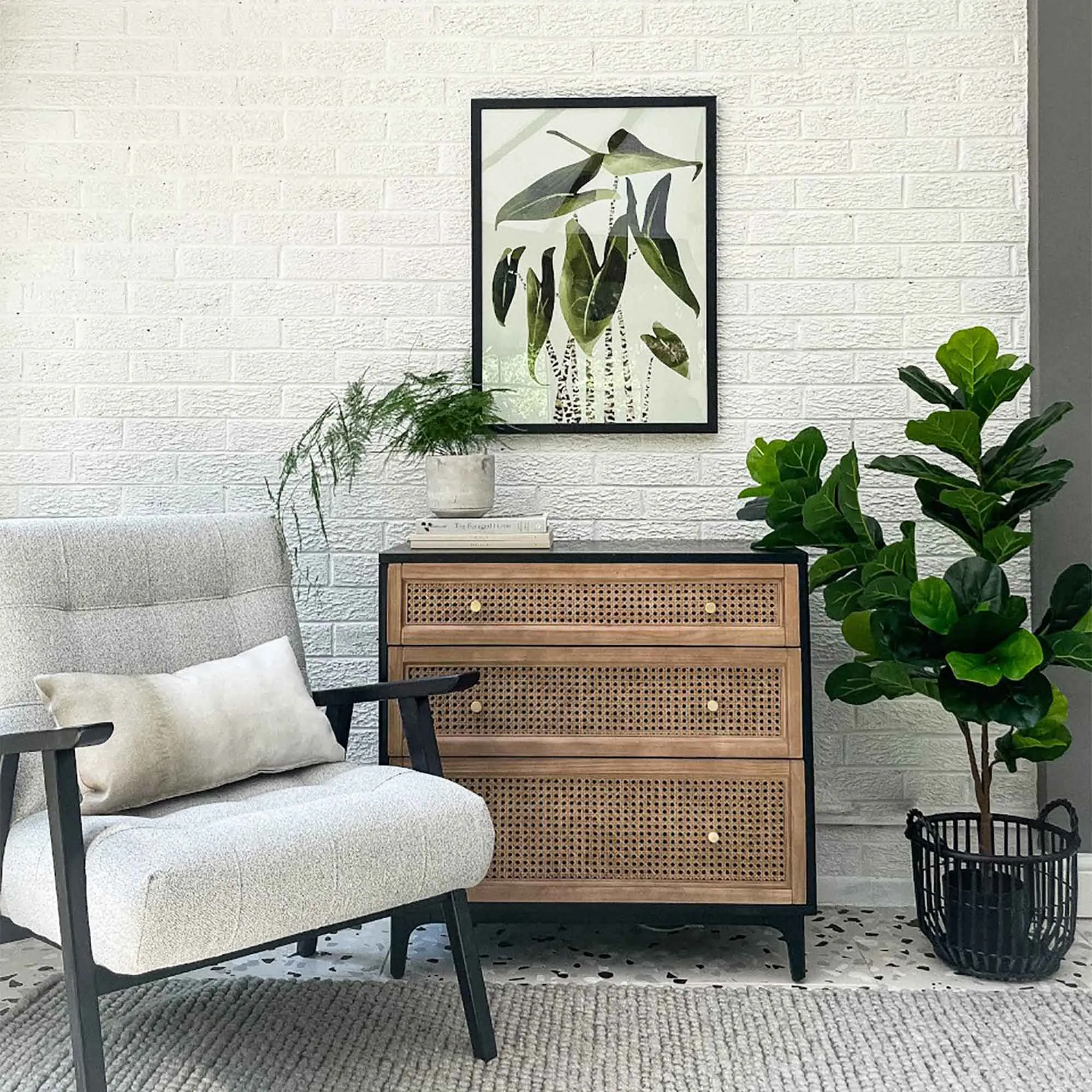 Alocasia Zebrina Botancial Art Print
