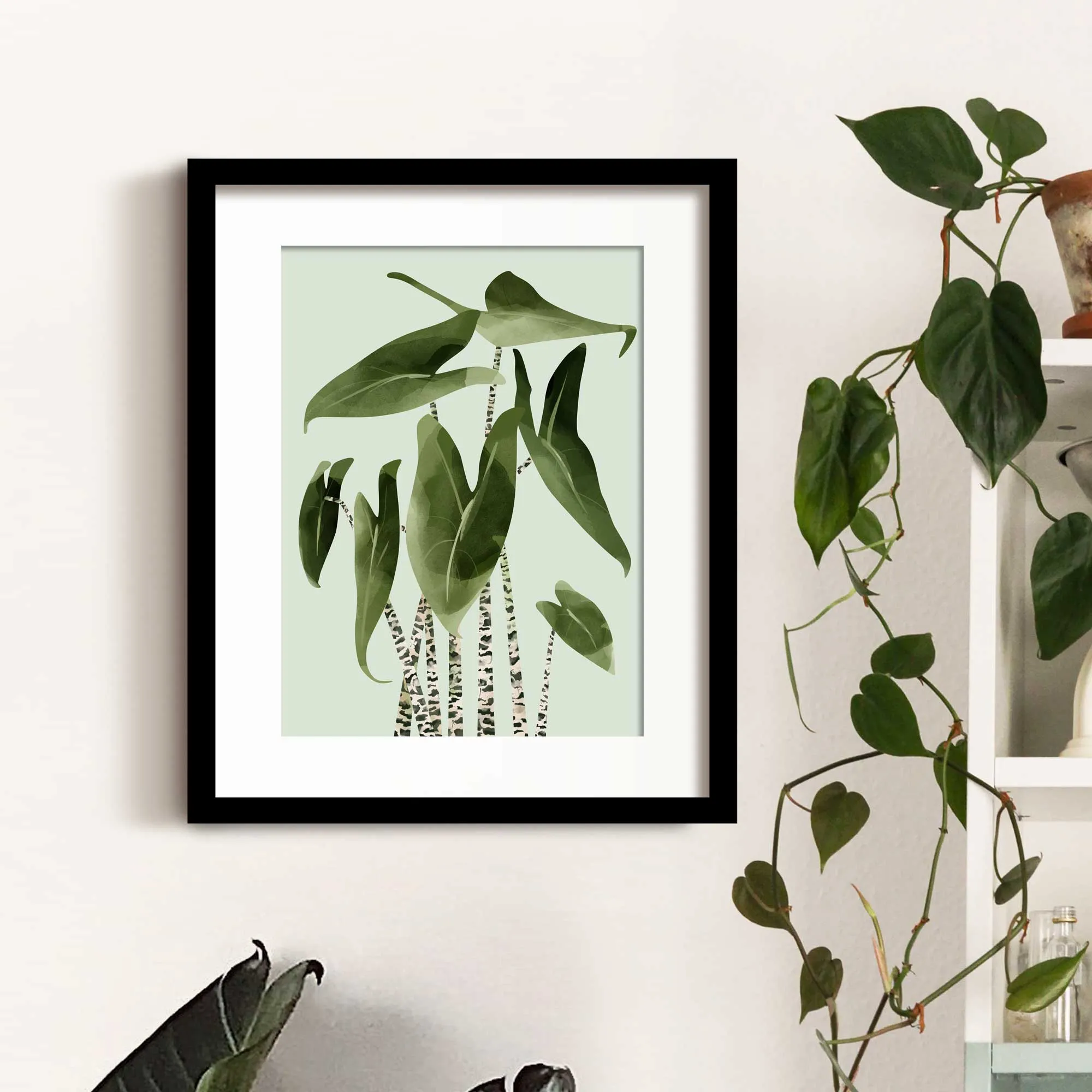 Alocasia Zebrina Botancial Art Print